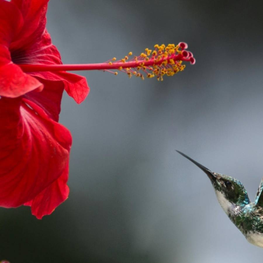 THE DEPENDABLE AND FAITHFUL GOD